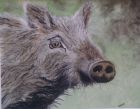 A Severn Boar (water soluble chalk pastels)