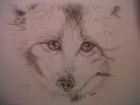Arctic Fox (Watercolour)