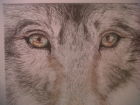 The Big Beautiful Wolf (Watercolour)
