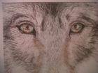 The Big Beautiful Wolf (Watercolour)