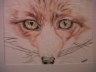 Fantastic Mr Fox (Watercolour)