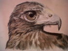 Buzzard (water soluble chalk pastels)