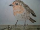 Robin ( Watercolour )