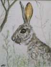 Hare today gone tomorrow (Watercolour )