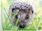 Hide &amp; Seek Hedgehog (Watercolour)