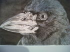 Joe Crow (Watercolour)