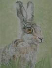 March Hare (Watercolour)