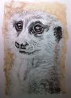 Meerkat ( Watercolour )