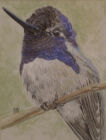 Humming bird ( Watercolour )