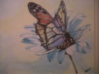 Butterfly (watercolour)